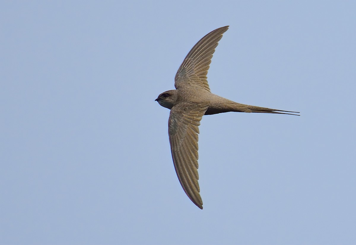 African Palm Swift - Ad Konings