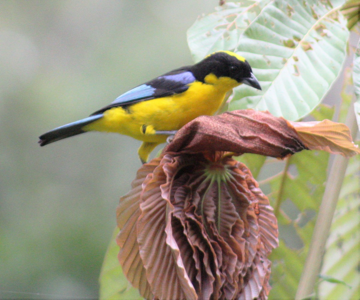 Blue-winged Mountain Tanager - ML383924521