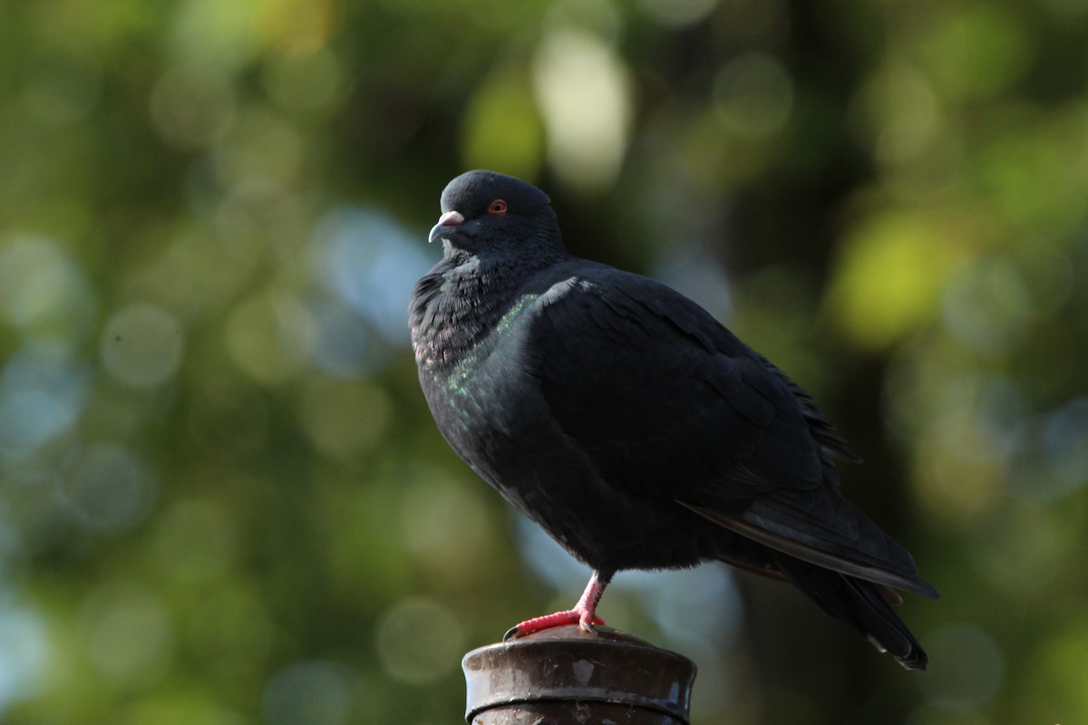 Rock Pigeon (Feral Pigeon) - ML383930311