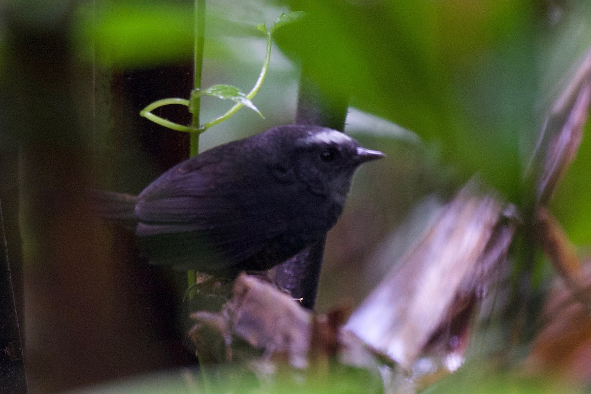 Silvery-fronted Tapaculo - Ben Davis