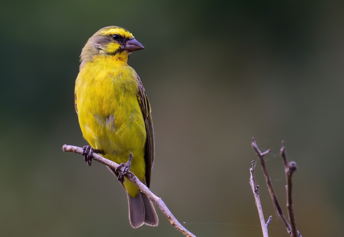Yellow-fronted Canary - ML383931341