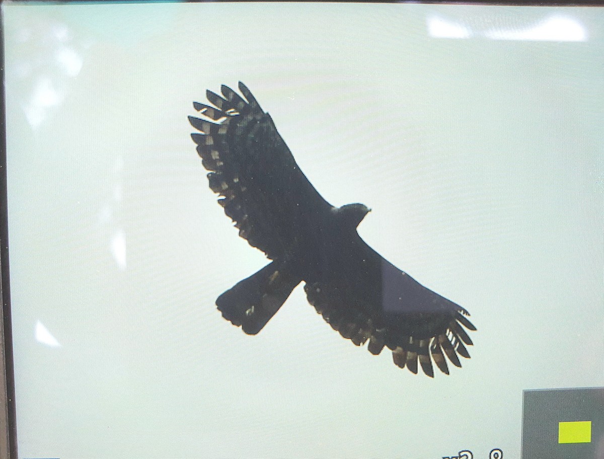 Black Hawk-Eagle - Diego Rodríguez C.