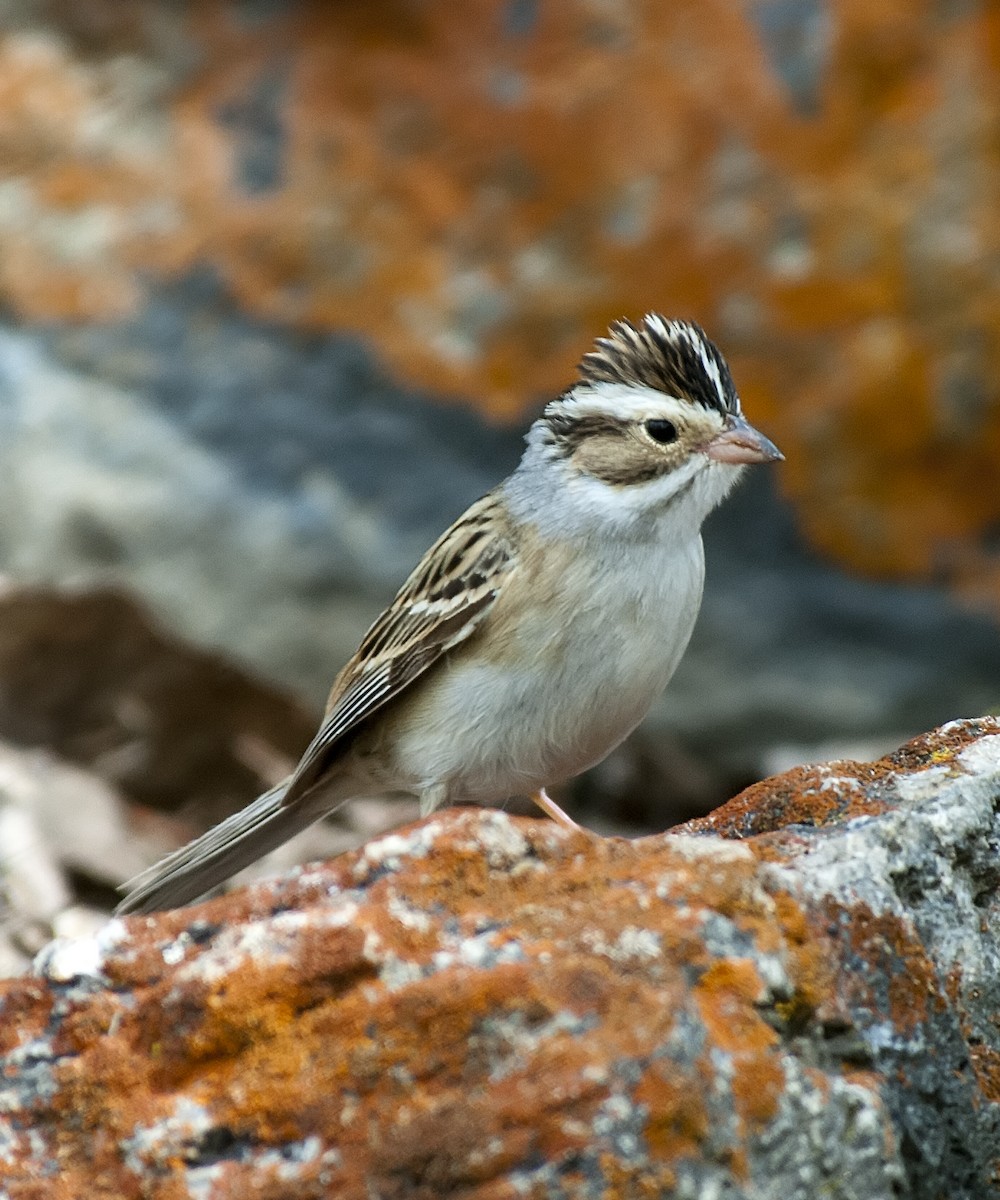 Clay-colored Sparrow - ML383934271