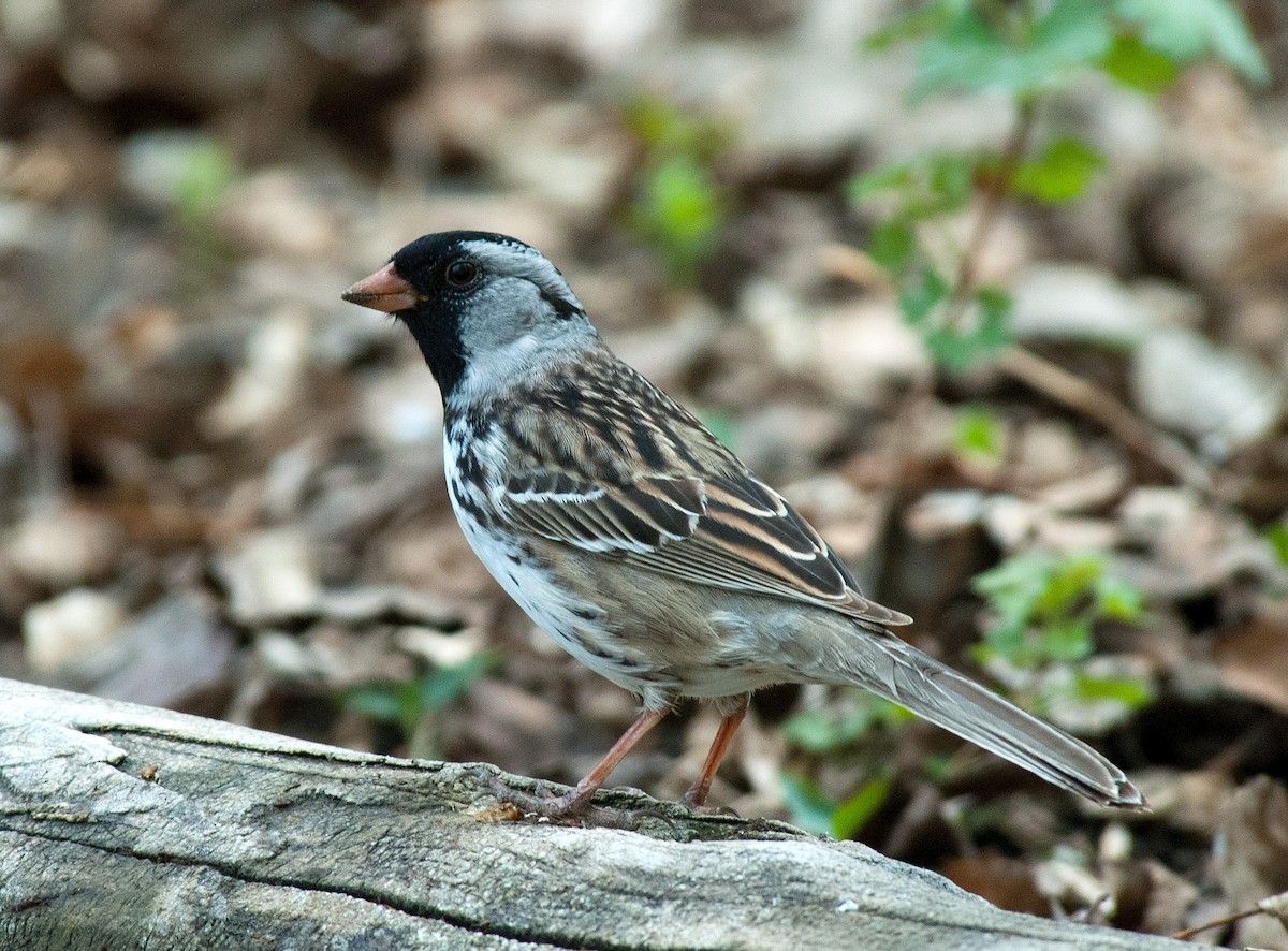Harris's Sparrow - ML383934691