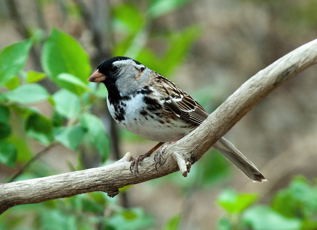 Harris's Sparrow - Bob Martinka