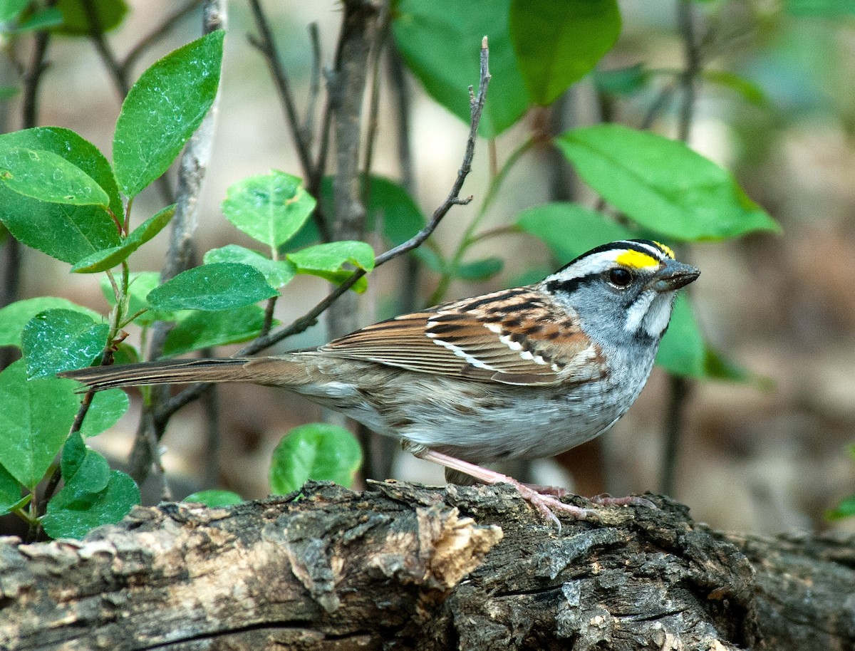 White-throated Sparrow - ML383934791