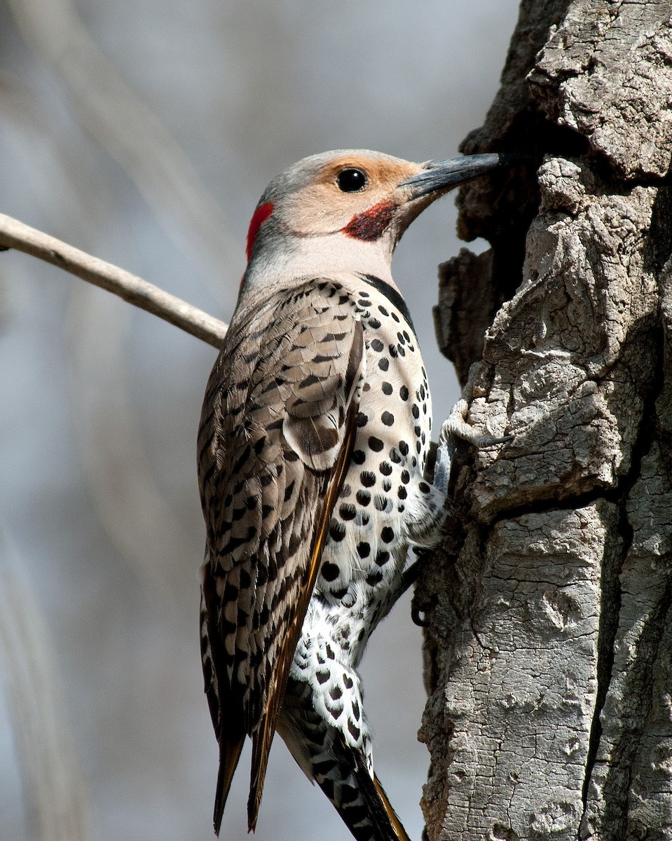 Northern Flicker (Yellow-shafted x Red-shafted) - ML383935661