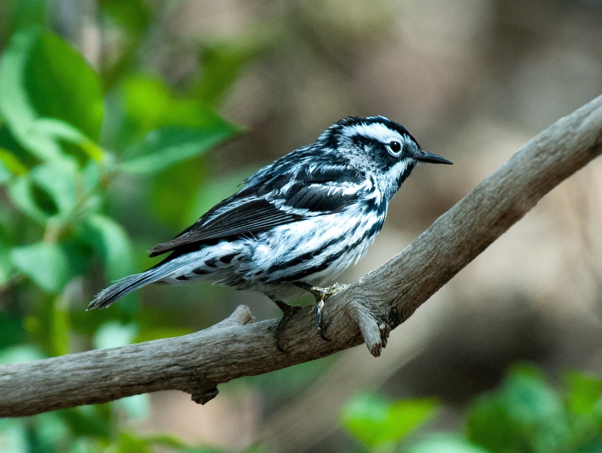 Black-and-white Warbler - ML383935791