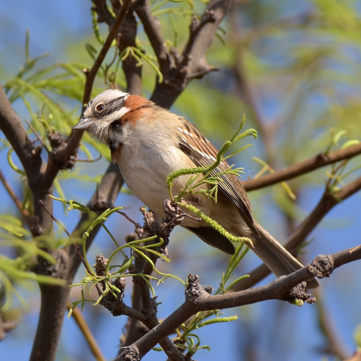 Rufous-collared Sparrow - ML383937721