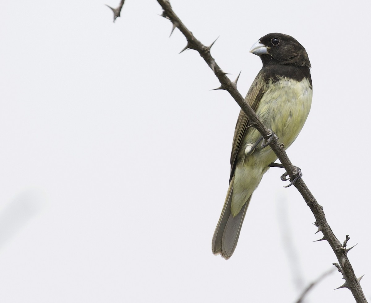 Yellow-bellied Seedeater - ML383937961