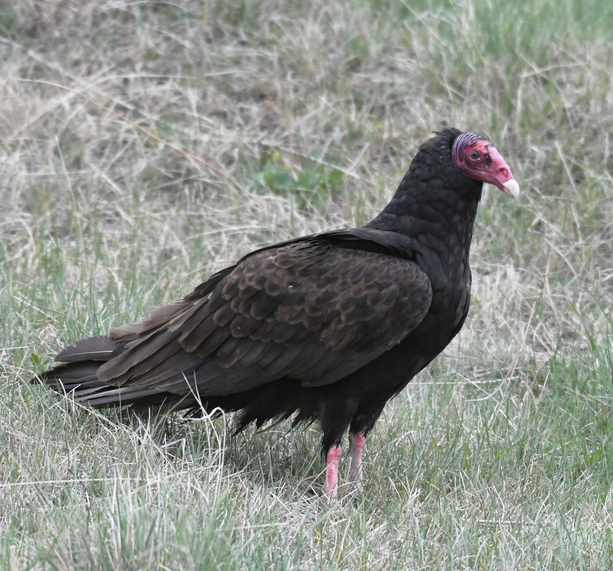 Turkey Vulture - ML383940181