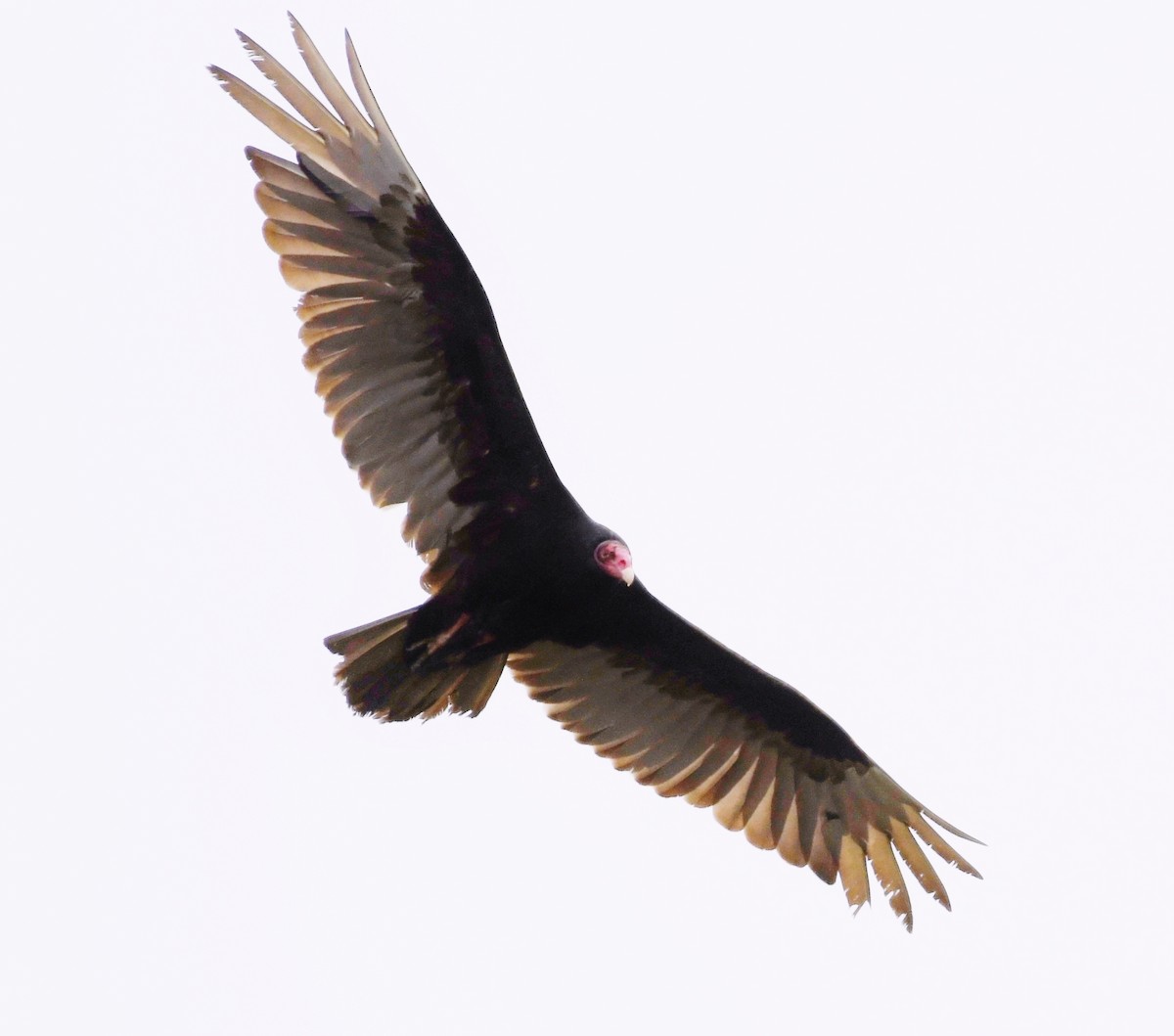 Turkey Vulture - ML383940251