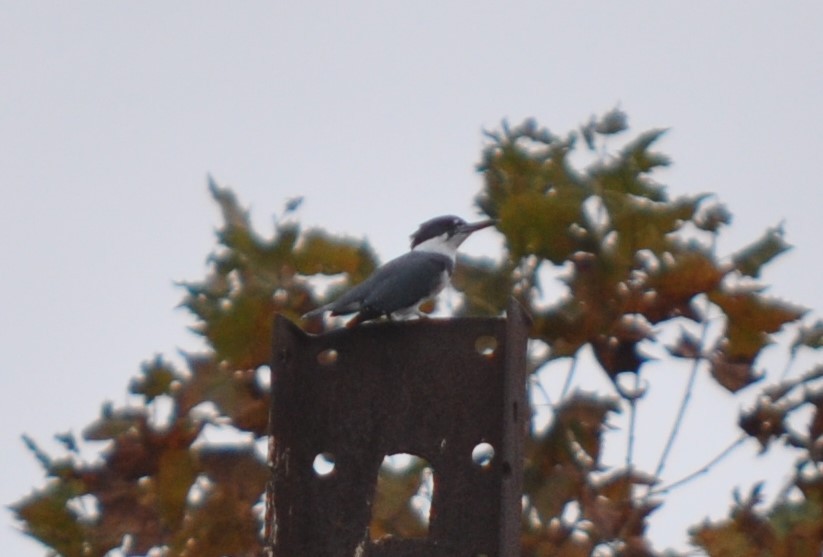 Belted Kingfisher - ML383940741
