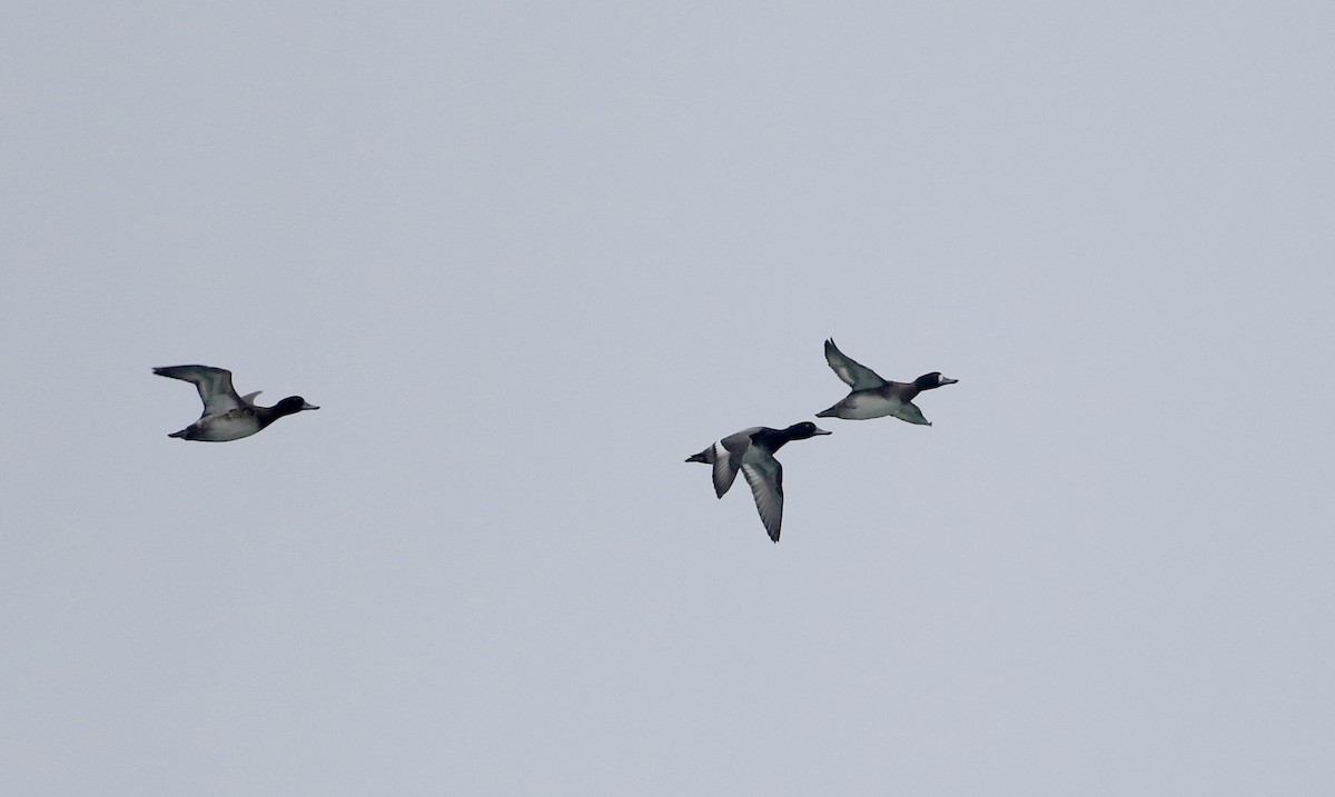 Greater Scaup - ML383944921