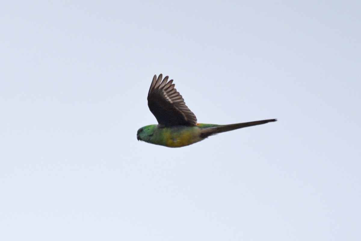 Red-rumped Parrot - Christopher Brown