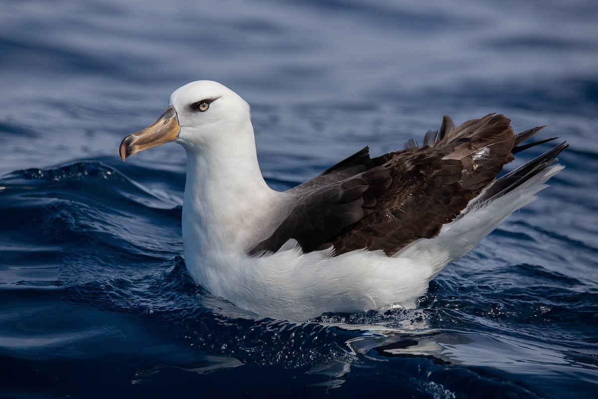 Black-browed Albatross (Campbell) - Aaron Skelton