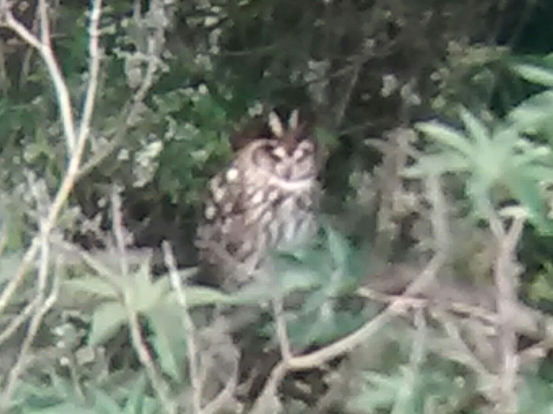 Striped Owl - ML38395351