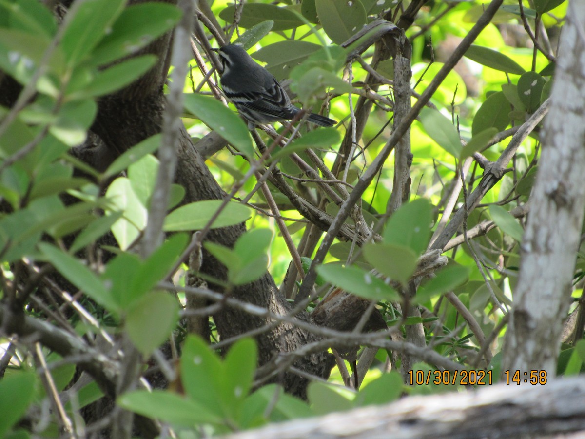 Black-and-white Warbler - ML383955251