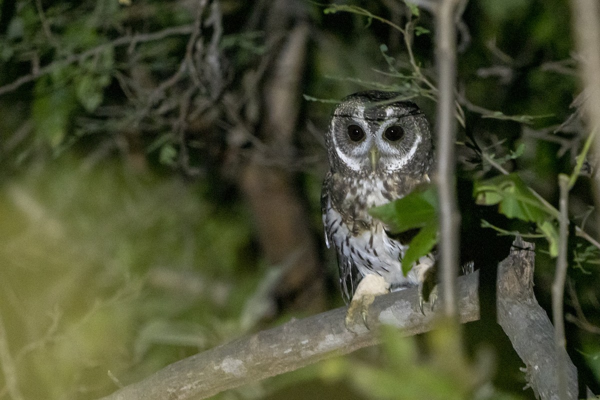 Mottled Owl (Mottled) - ML383955741