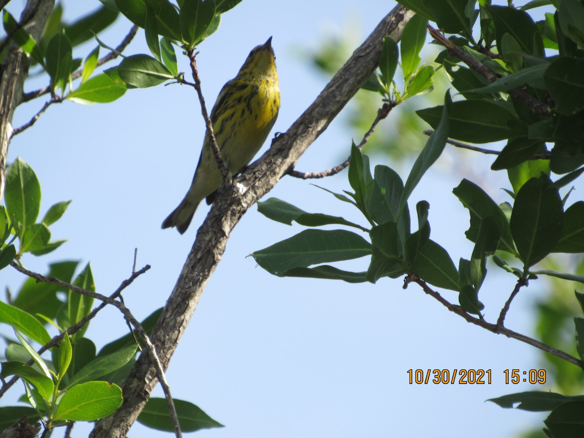Cape May Warbler - Vivian F. Moultrie