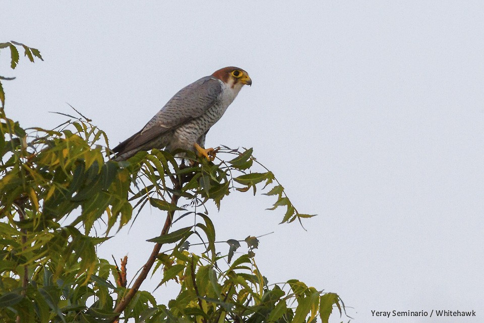 Red-necked Falcon - Yeray Seminario