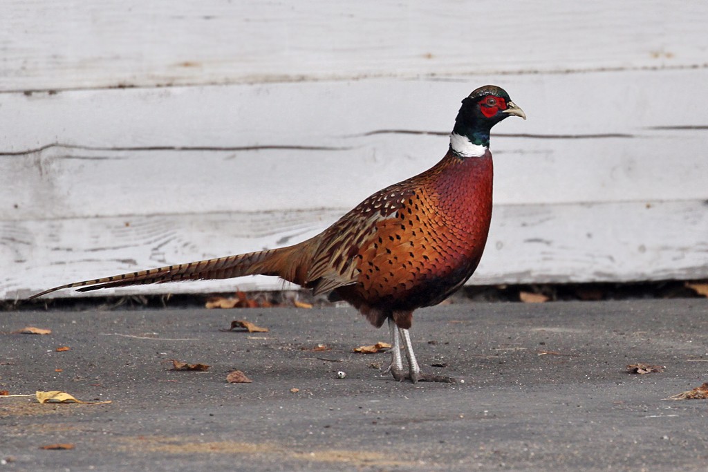 Ring-necked Pheasant - Dick Dionne