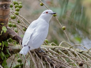  - Black-tipped Cotinga