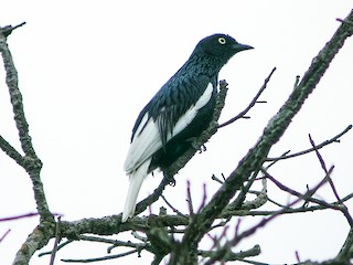  - White-tailed Cotinga