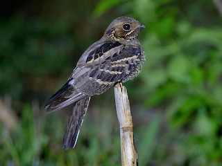  - Large-tailed Nightjar