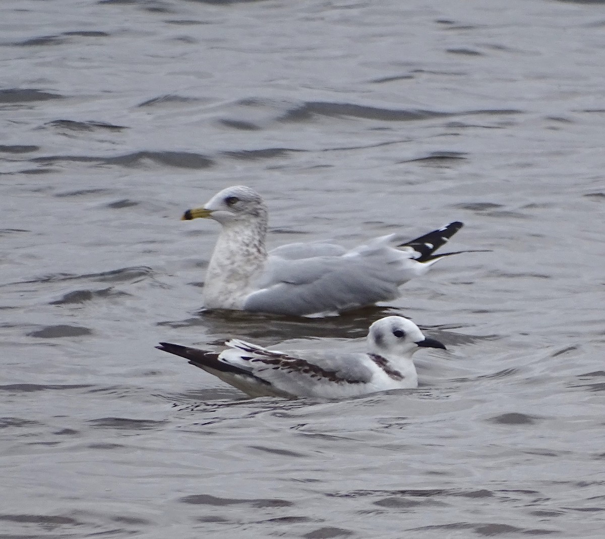 Mouette tridactyle - ML383963811