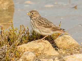  - Mediterranean Short-toed Lark