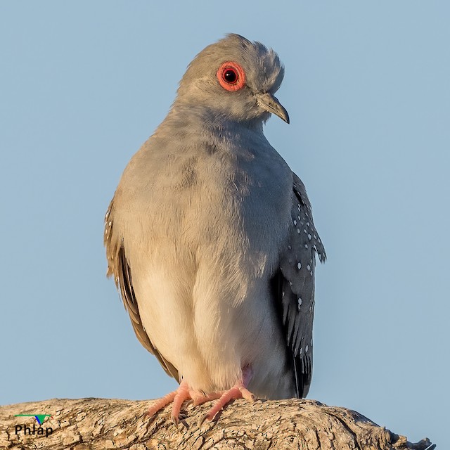 Diamond best sale dove bird