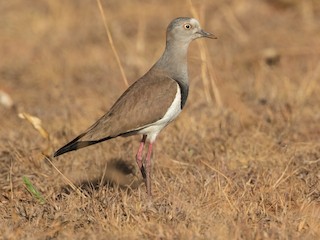  - Black-winged Lapwing