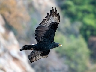  - Verreaux's Eagle