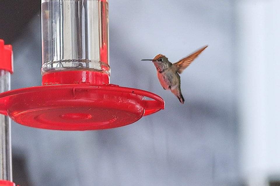 Calliope Hummingbird - ML383969781
