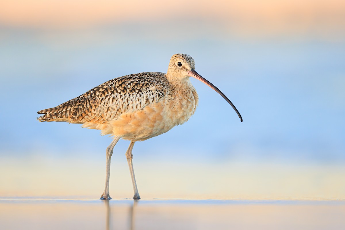 Long-billed Curlew - ML383974041