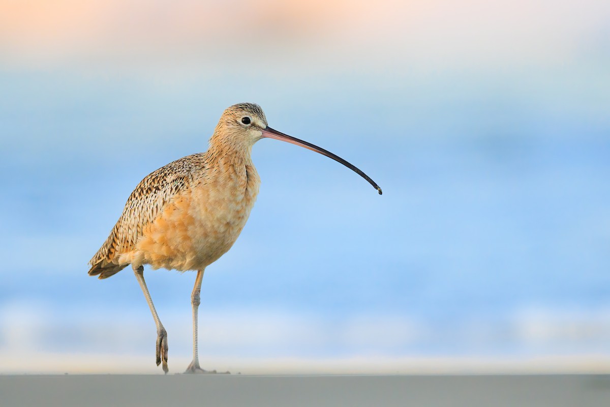 Long-billed Curlew - ML383974141