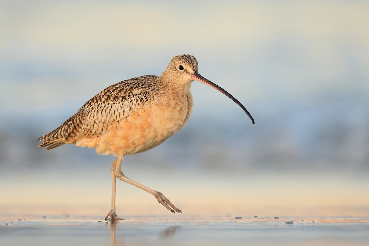Long-billed Curlew - ML383974151