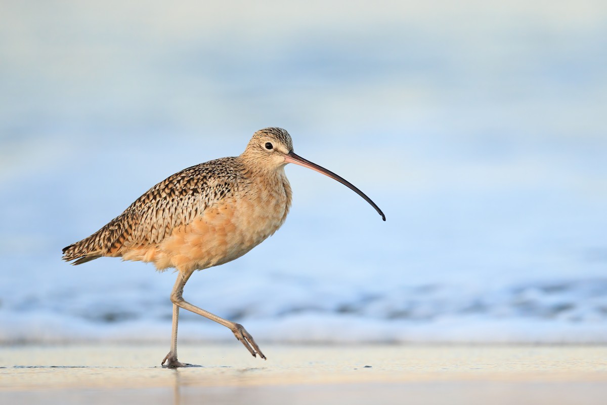 Long-billed Curlew - ML383974161