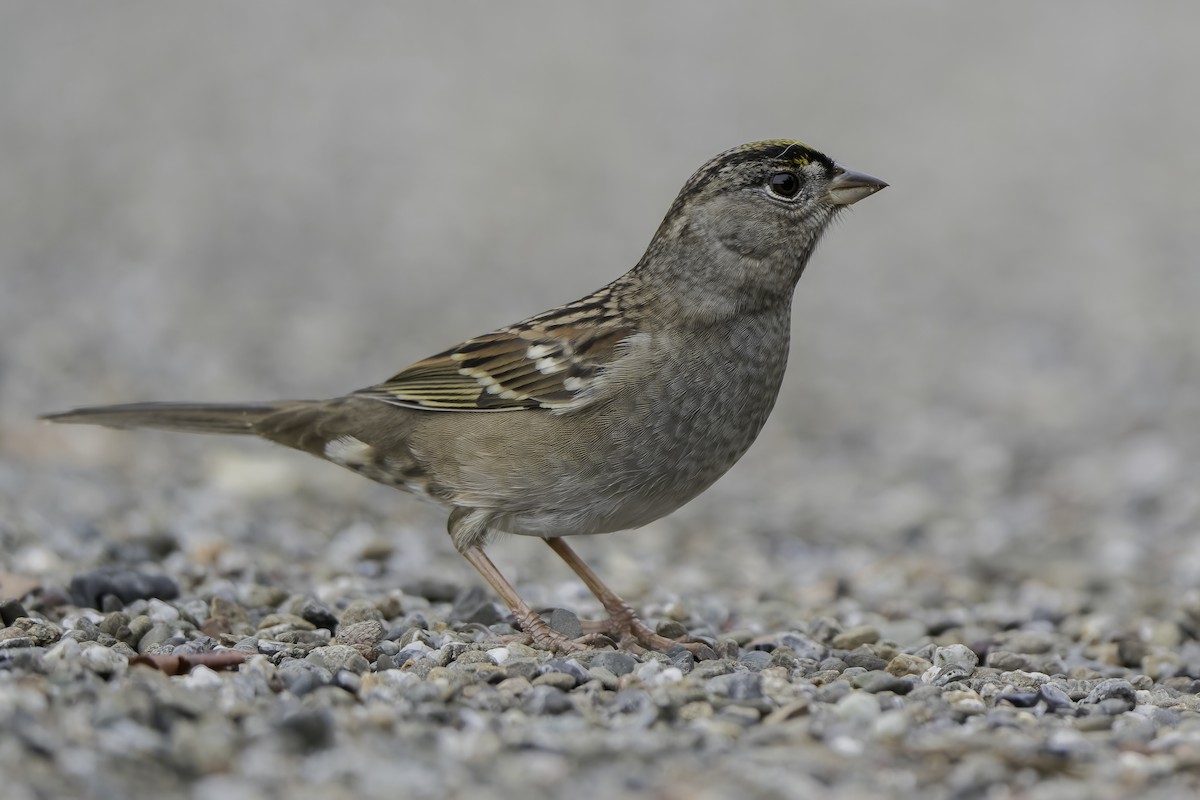 Golden-crowned Sparrow - Derek Lecy