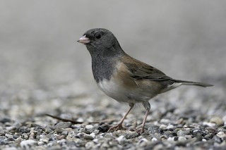 Dark-eyed Junco