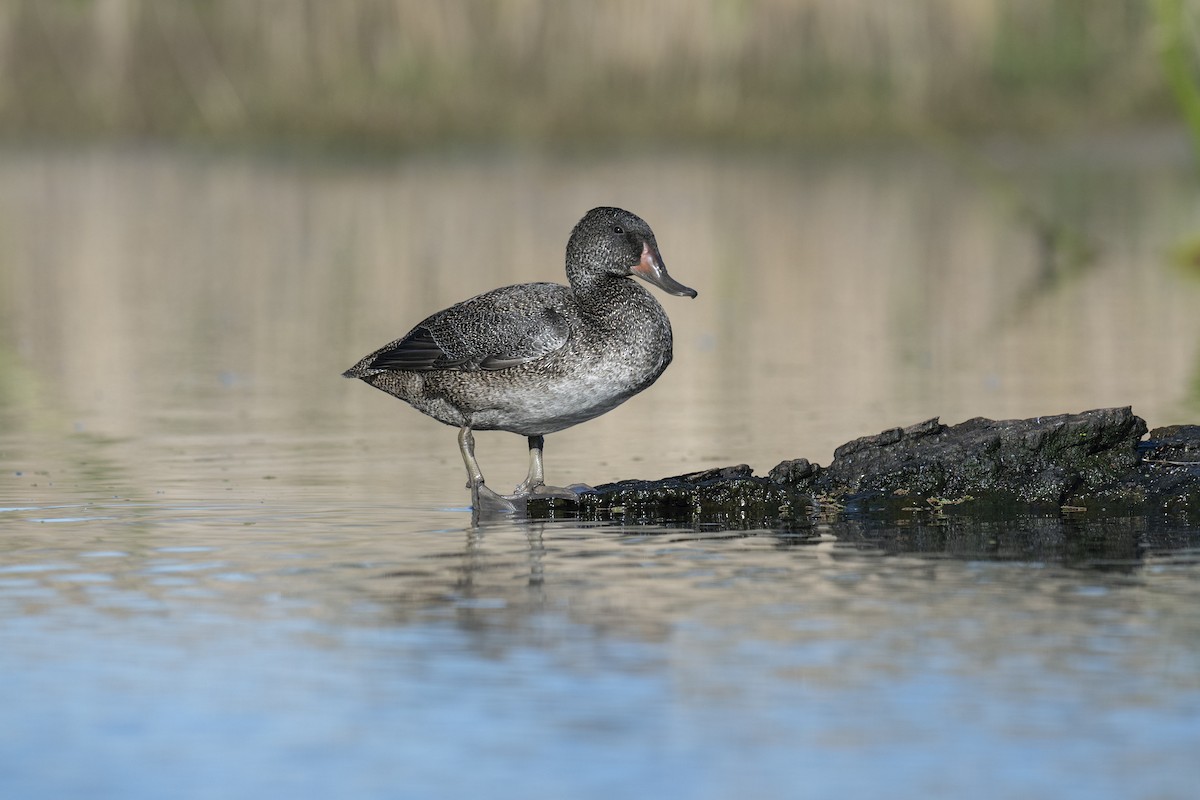 Freckled Duck - ML383975501