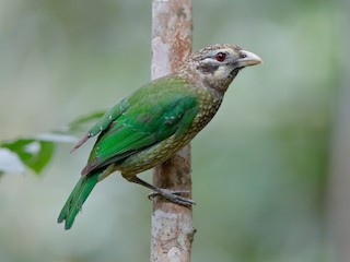  - Spotted Catbird