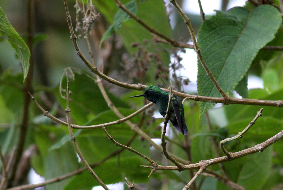 Blue-tailed Emerald - Jay McGowan