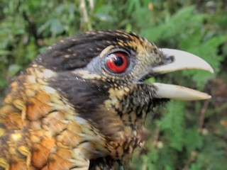  - Black-capped Catbird