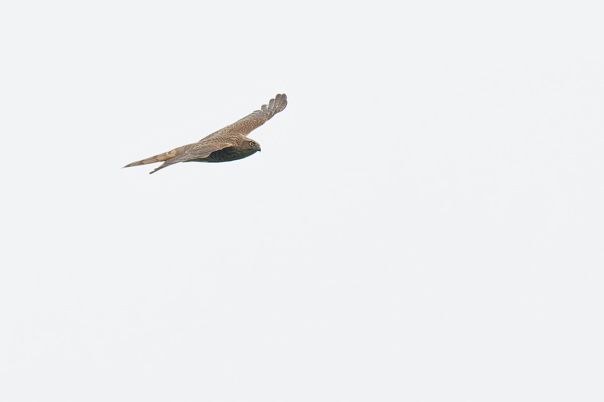 Eurasian Sparrowhawk - Vincent Wang