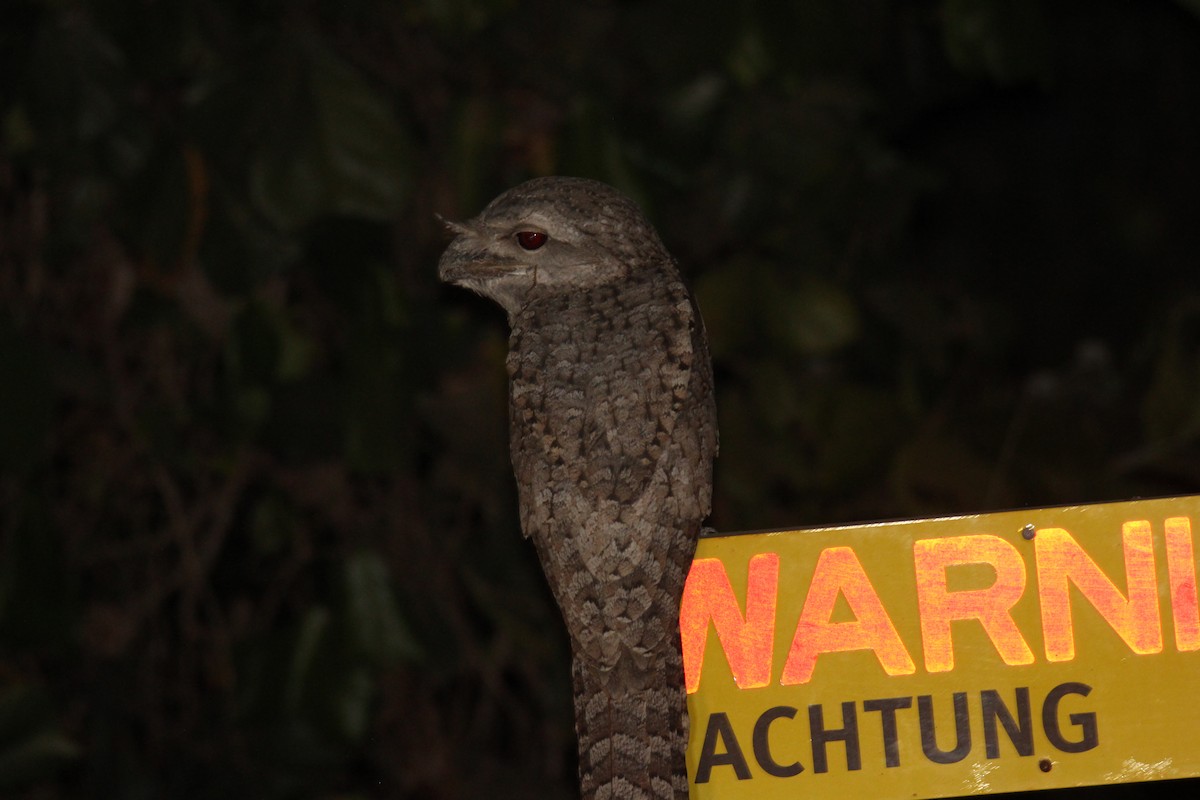 Papuan Frogmouth - ML383981861