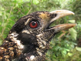  - Huon Catbird