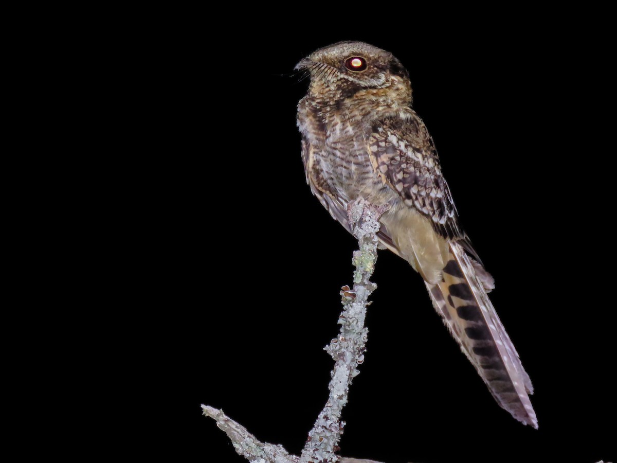 Scissor-tailed Nightjar - Raphael Kurz -  Aves do Sul