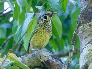  - Black-eared Catbird